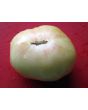 Tomato 'Great White'