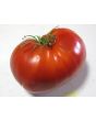 Tomato 'Donskoi' Seeds