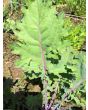 Kale 'Red Winter' Seeds (Certified Organic)