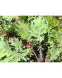 Kale 'Red Winter' Seeds (Certified Organic)