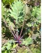 Kale 'Red Winter' Seeds (Certified Organic)