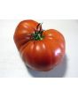 Tomato 'Aussie'
