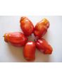 Tomato 'Jersey Giant'