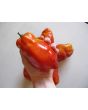 Tomato 'Jersey Giant'