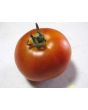 Tomato 'Mule Team' Seeds