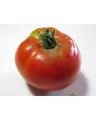 Tomato 'Delicious'