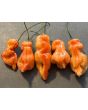 Hot Pepper 'Sugar Rush Stripey' Seeds (Certified Organic)