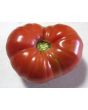 Tomato 'Lithuanian'