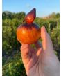 Tomato 'Queen of The Night' Seeds (Certified Organic)