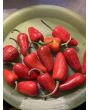 Hot Pepper 'Mattapeno' Seeds (Certified Organic)