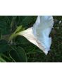 Datura AKA Devil's Trumpet 'Evening Fragrance' 