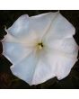 Datura AKA Devil's Trumpet 'Evening Fragrance' 