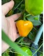 Hot Pepper 'Hinkelhatz Chicken Heart Yellow' Seeds (Certified Organic)