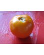 Tomato 'Valencia'
