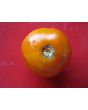 Tomato 'Valencia'