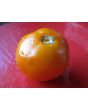 Tomato 'Valencia'