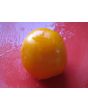 Tomato 'Valencia'
