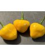 Hot Pepper 'Hinkelhatz Chicken Heart Yellow' Seeds (Certified Organic)