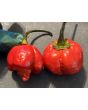 Hot Pepper 'Bubblegum Scorpion' Seeds (Certified Organic)