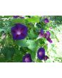 Morning Glory 'Grandpa Ott's' Seeds (Certified Organic)