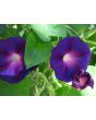 Morning Glory 'Grandpa Ott's' Seeds (Certified Organic)