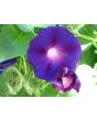 Morning Glory 'Grandpa Ott's' Seeds (Certified Organic)