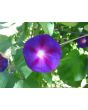 Morning Glory 'Grandpa Ott's' Seeds (Certified Organic)
