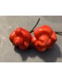 Hot Pepper 'Bubblegum Scorpion' Seeds (Certified Organic)