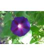 Morning Glory 'Grandpa Ott's' Seeds (Certified Organic)