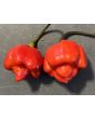 Hot Pepper 'Bubblegum Scorpion' Seeds (Certified Organic)