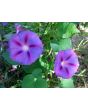 Morning Glory ‘Purple Mix’