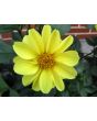 Dahlia, Mixed Colors