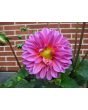 Dahlia, Mixed Colors