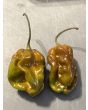 Hot Pepper 'Contorted Coco' Seeds (Certified Organic)