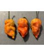 Hot Pepper 'Death Spiral' Seeds (Certified Organic)