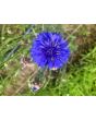 Bachelor's Button 'Blue Boy'