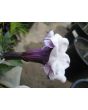Datura AKA Devil’s Trumpet 'Black Currant Swirl' 