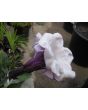 Datura AKA Devil’s Trumpet 'Black Currant Swirl' 