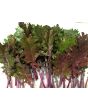 Kale 'Red Winter' Seeds (Certified Organic)
