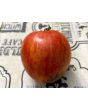 Tomato 'Aviuri' Seeds (Certified Organic)