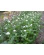 Globe Amaranth 'Las Vegas White'