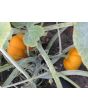 Pumpkin 'Jack Be Little'