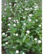 Globe Amaranth 'Las Vegas White'