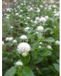 Globe Amaranth 'Las Vegas White'