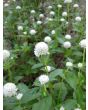 Globe Amaranth 'Las Vegas White'