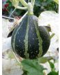The Ultimate Gourd Seed Mix