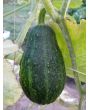 The Ultimate Gourd Seed Mix