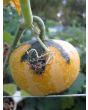 The Ultimate Gourd Seed Mix