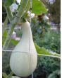 The Ultimate Gourd Seed Mix