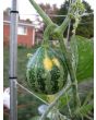 The Ultimate Gourd Seed Mix